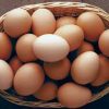 Chicken Eggs (Layer)