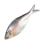 Whole Hilsha Fish
